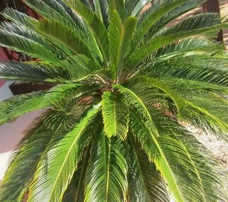 In Mit Schoenem Garten Apartmán Capoliveri (Isola d'Elba)