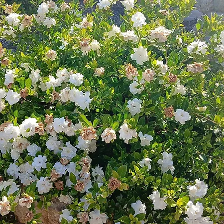 Apartmán In Mit Schoenem Garten Capoliveri (Isola d'Elba)