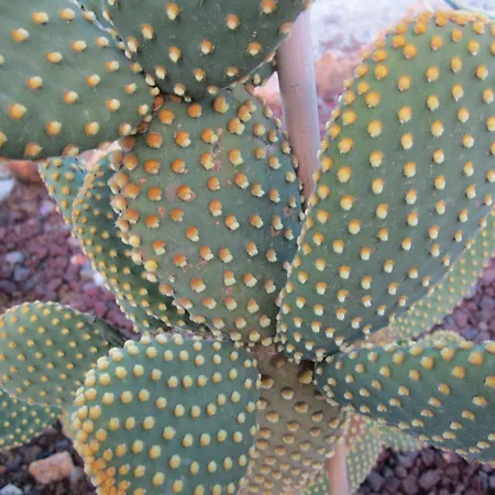 In Mit Schoenem Garten Apartmán