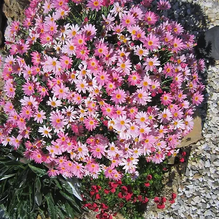 In Mit Schoenem Garten Daire